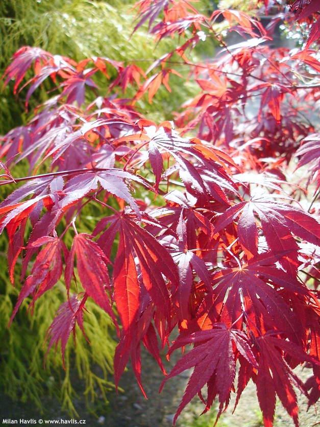 acer palmatum Atropurpureum