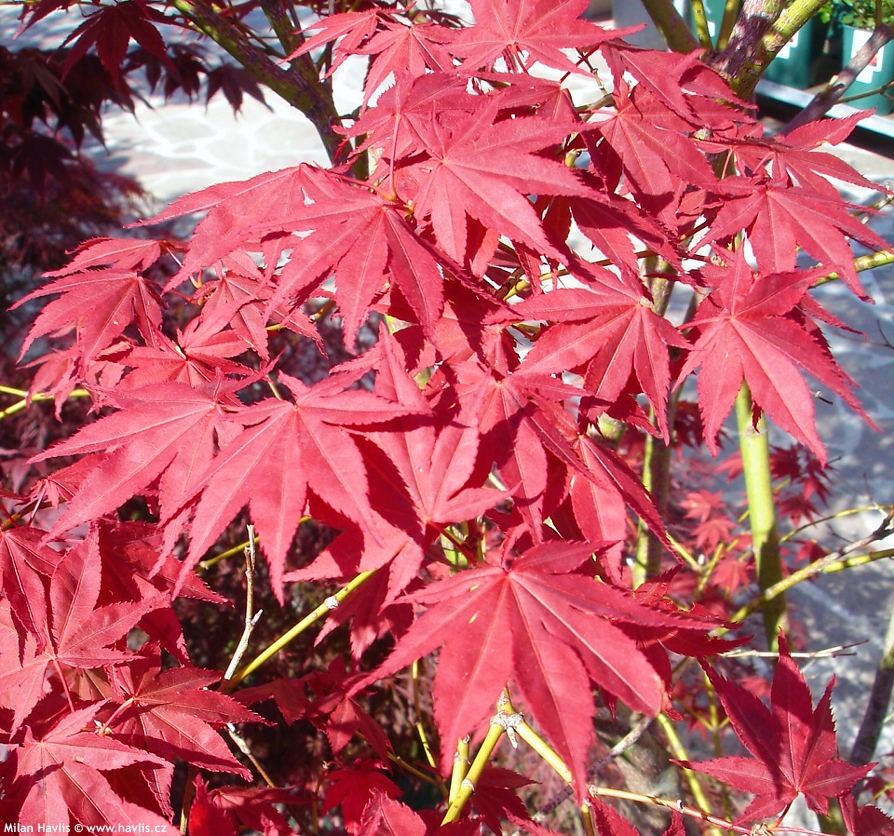 acer palmatum Atropurpureum