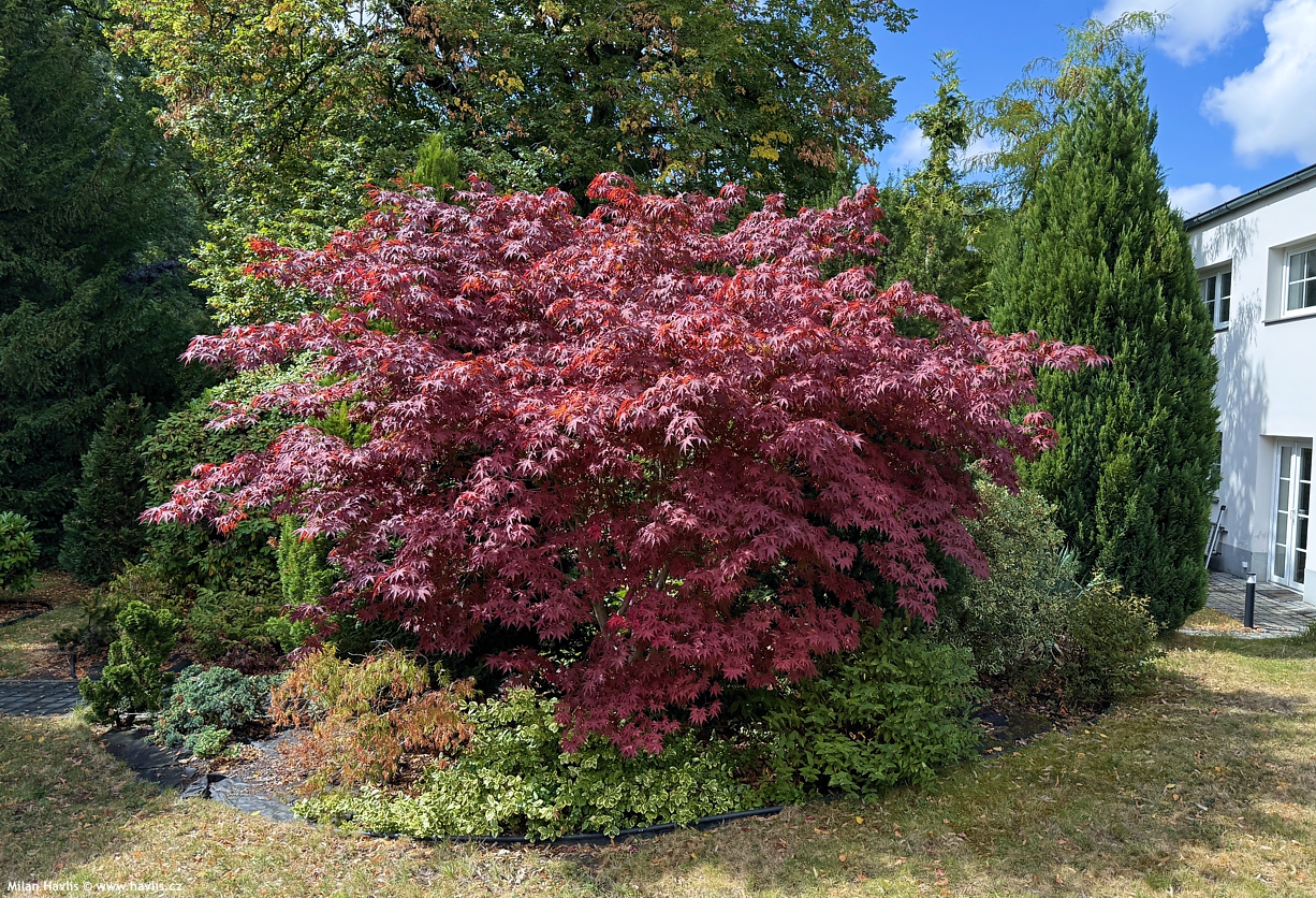acer palmatum Atropurpureum