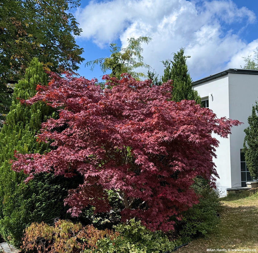 acer palmatum Atropurpureum