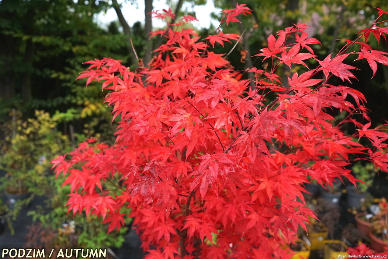 acer palmatum Atropurpureum
