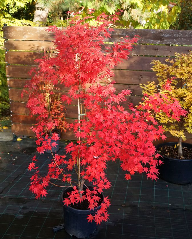 acer palmatum Atropurpureum