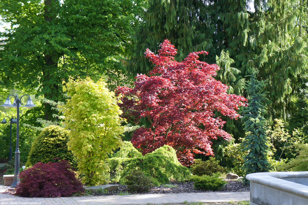 acer palmatum Atropurpureum