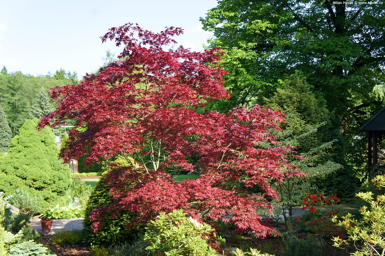 acer palmatum Atropurpureum