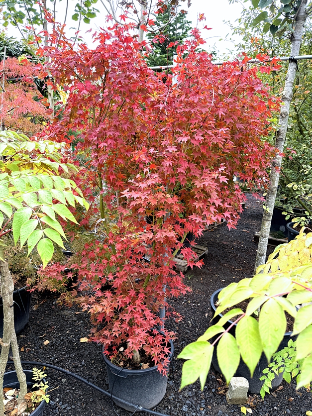 acer palmatum Aureum
