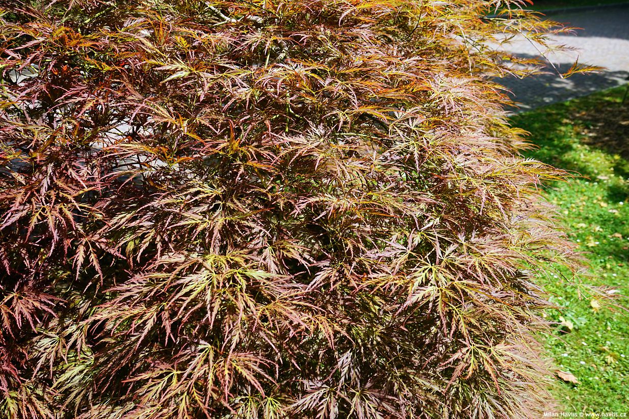 acer palmatum Dissectum Rubrum