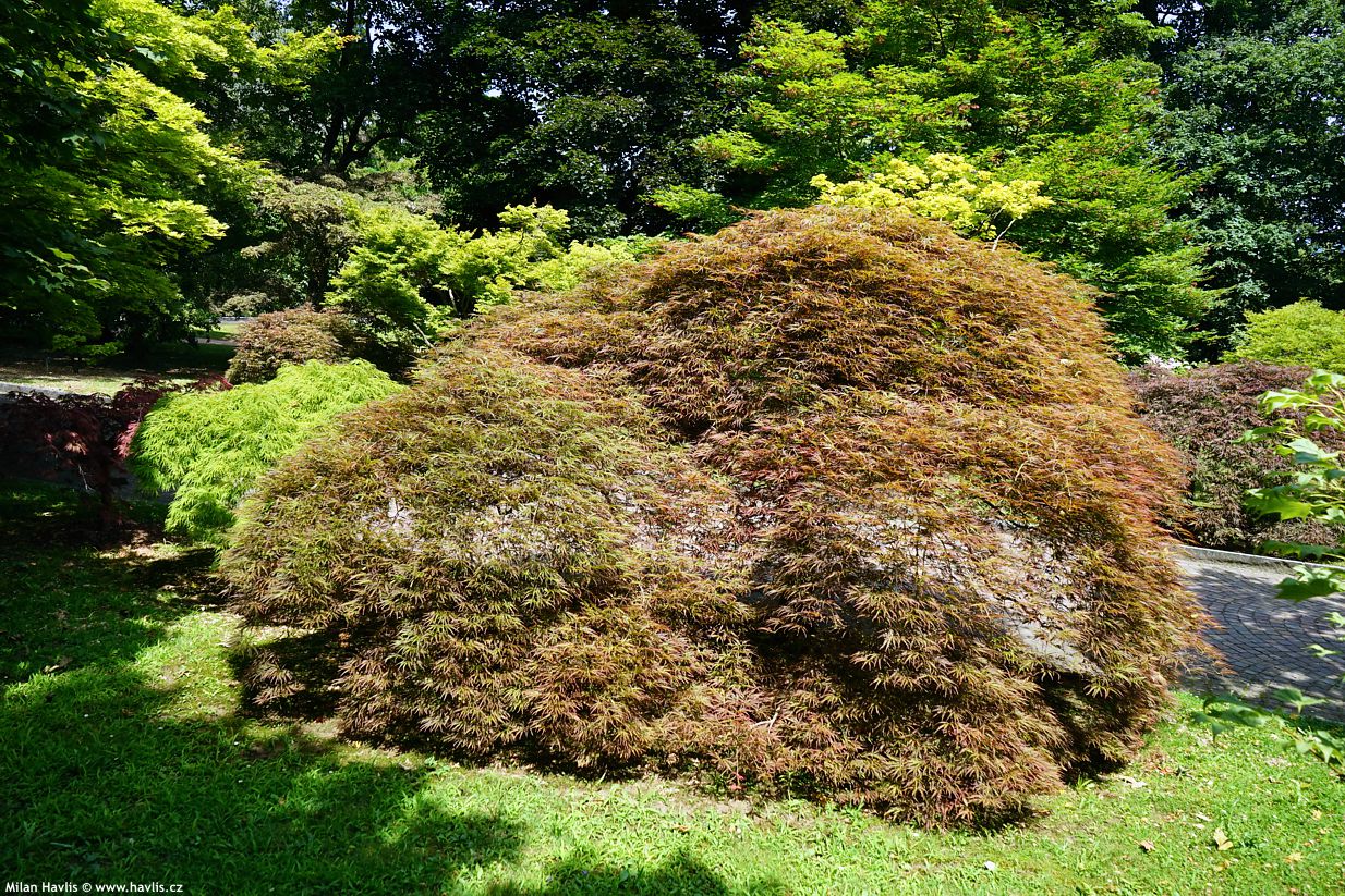acer palmatum Dissectum Rubrum