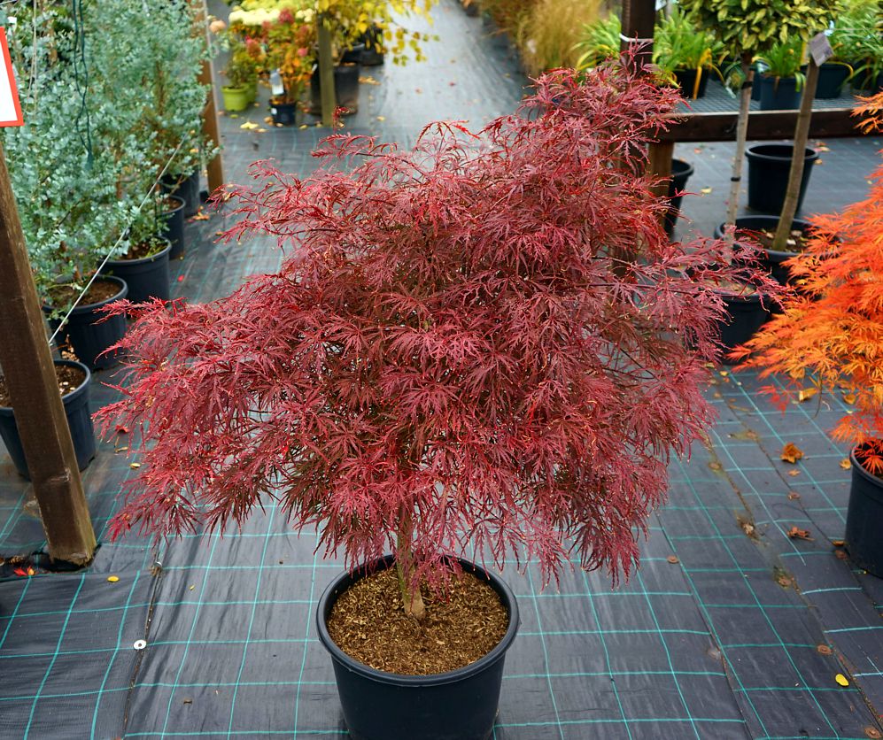 acer palmatum Garnet