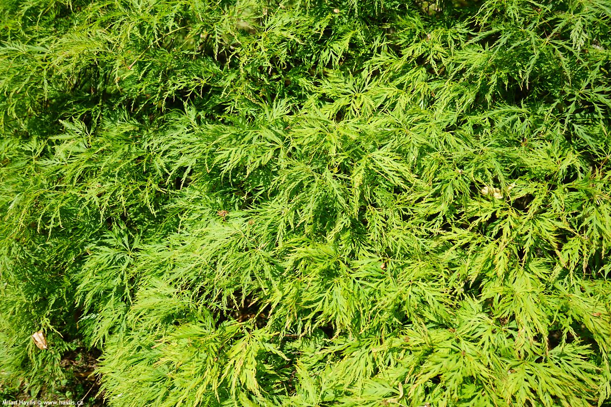 acer palmatum Green Lace