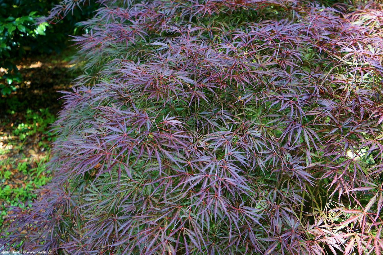 acer palmatum Inaba Shidare