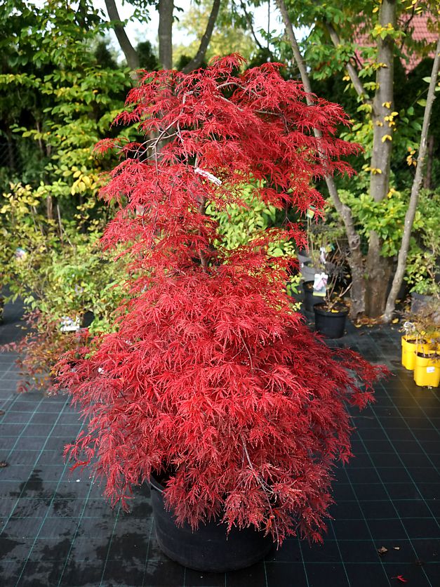 acer palmatum Inaba Shidare