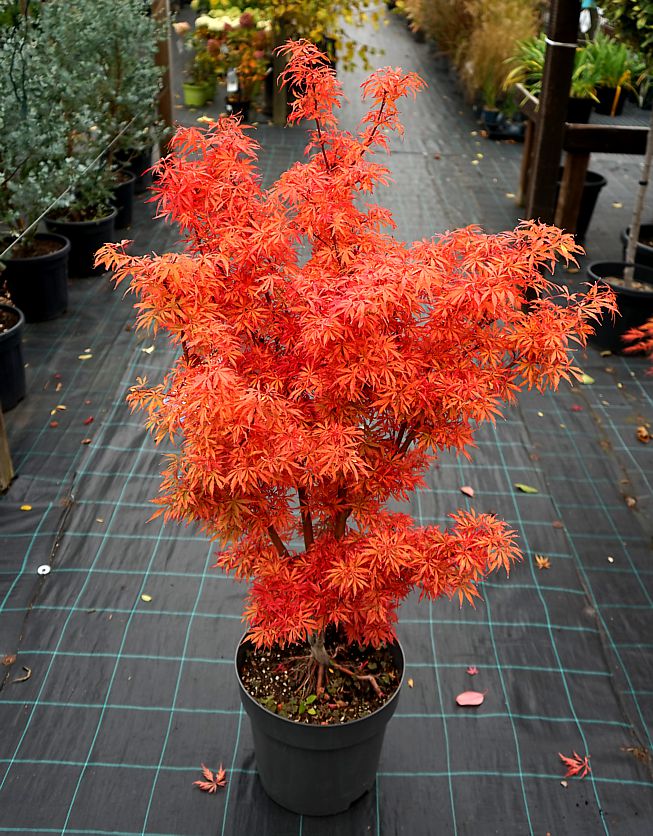 acer palmatum Jerre Schwarz