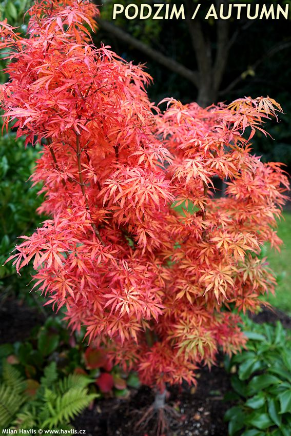 acer palmatum Jerre Schwarz