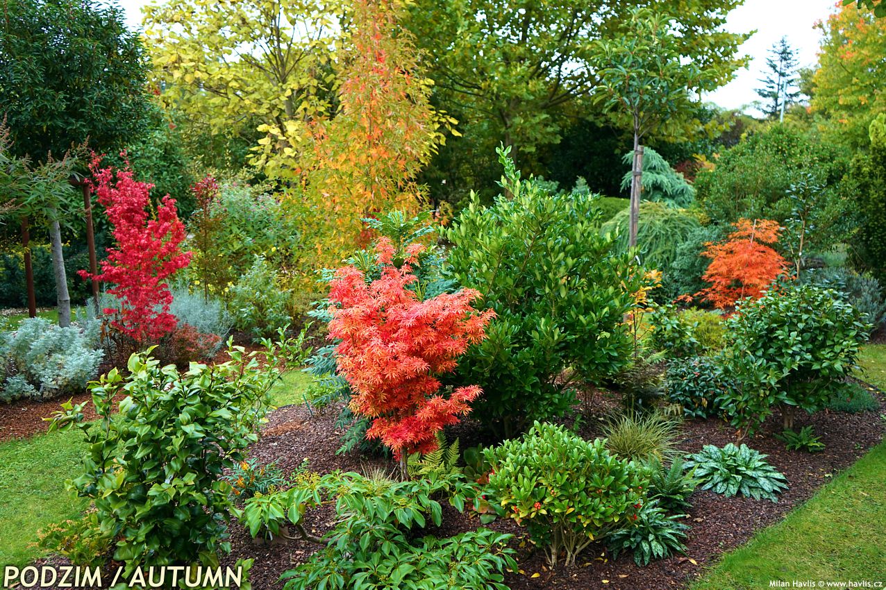 acer palmatum Jerre Schwarz