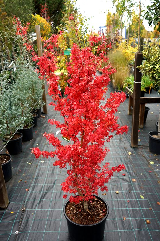 acer palmatum Katsura