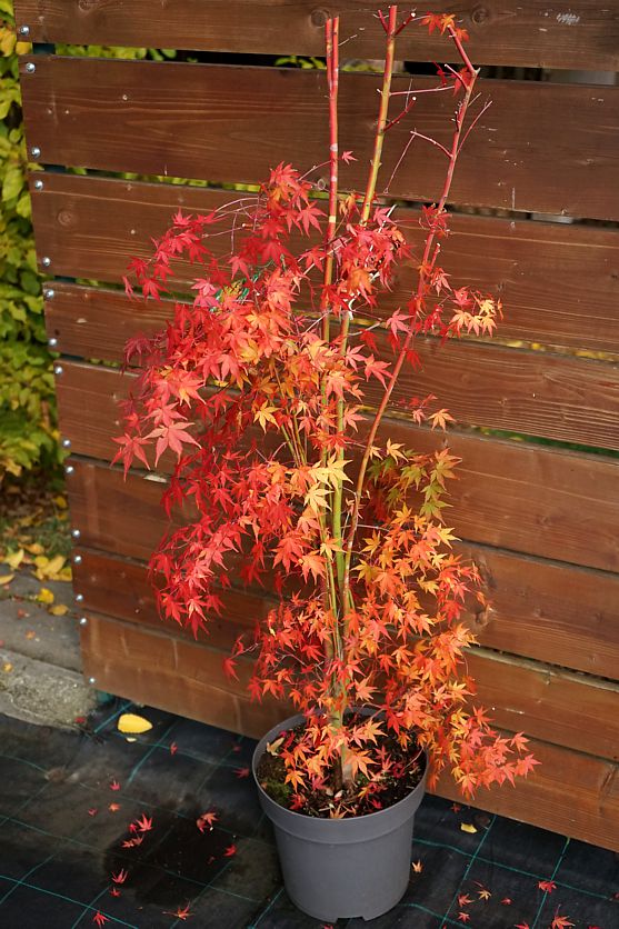 acer palmatum Katsura