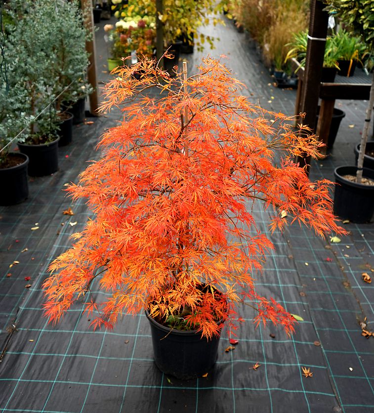 acer palmatum Ornatum