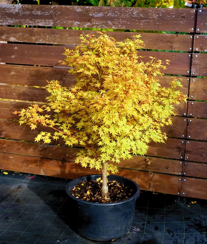 acer palmatum Sangokaku