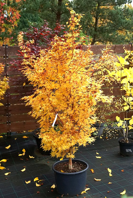 acer palmatum Sangokaku