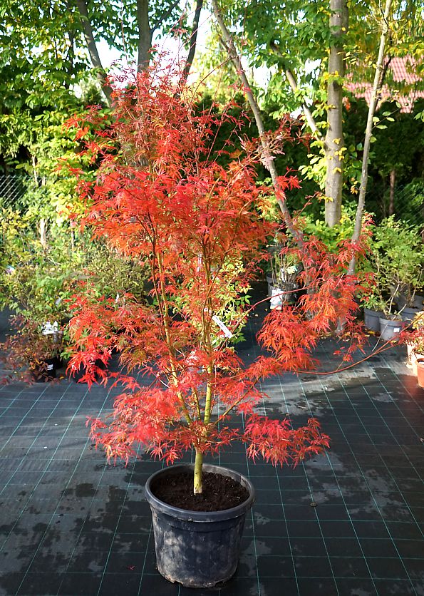 acer palmatum Seiyru
