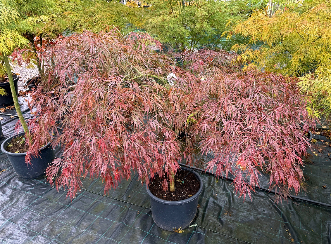 acer palmatum Tamukeyama
