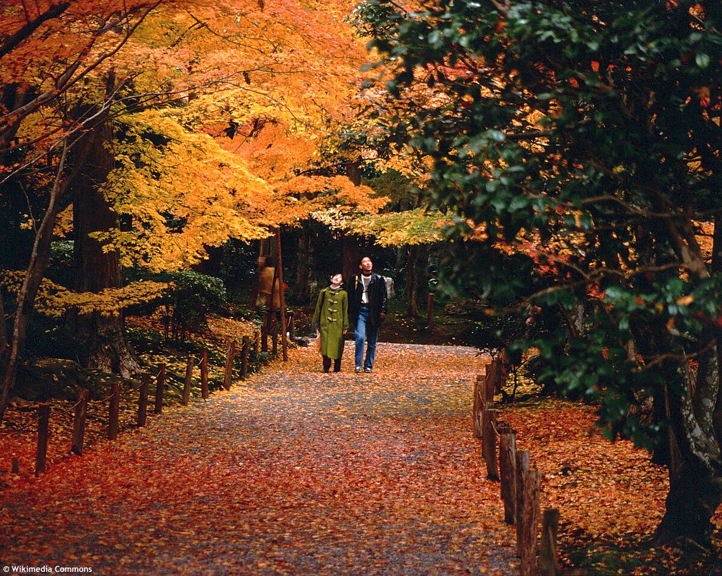 🔥🌿🍁 Ohnivý podzim - japonské javory 🔥🌿🍁