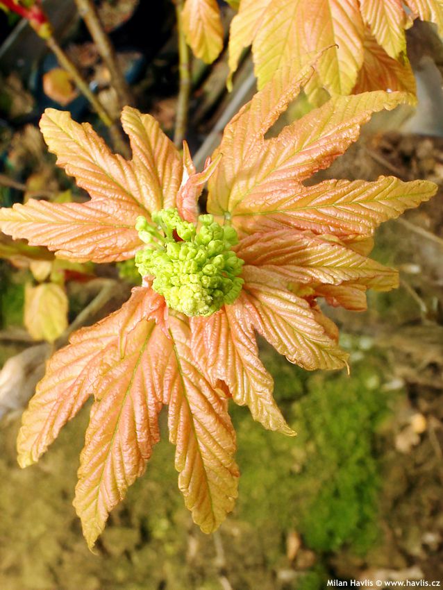 acer pseudoplatanus Brilliantissimum