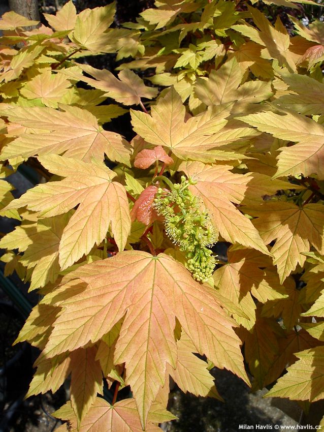 acer pseudoplatanus Brilliantissimum