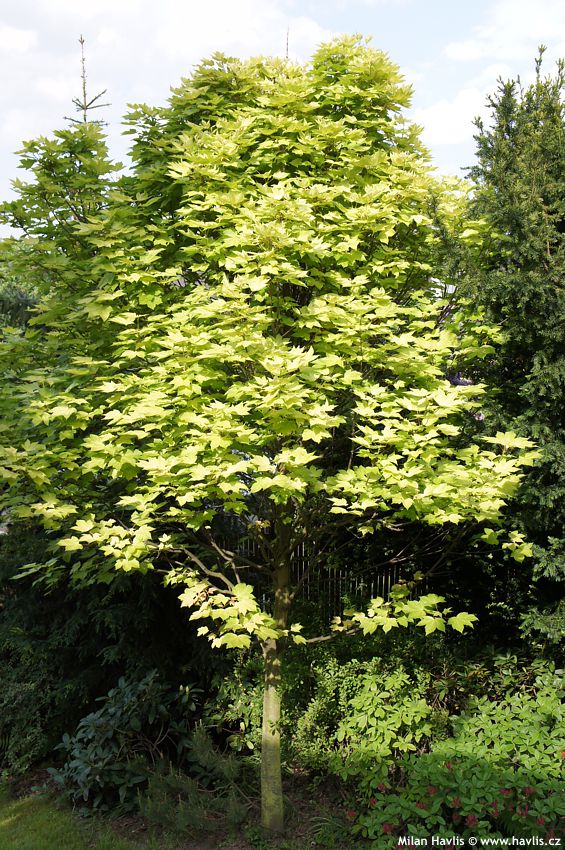 acer pseudoplatanus Brilliantissimum