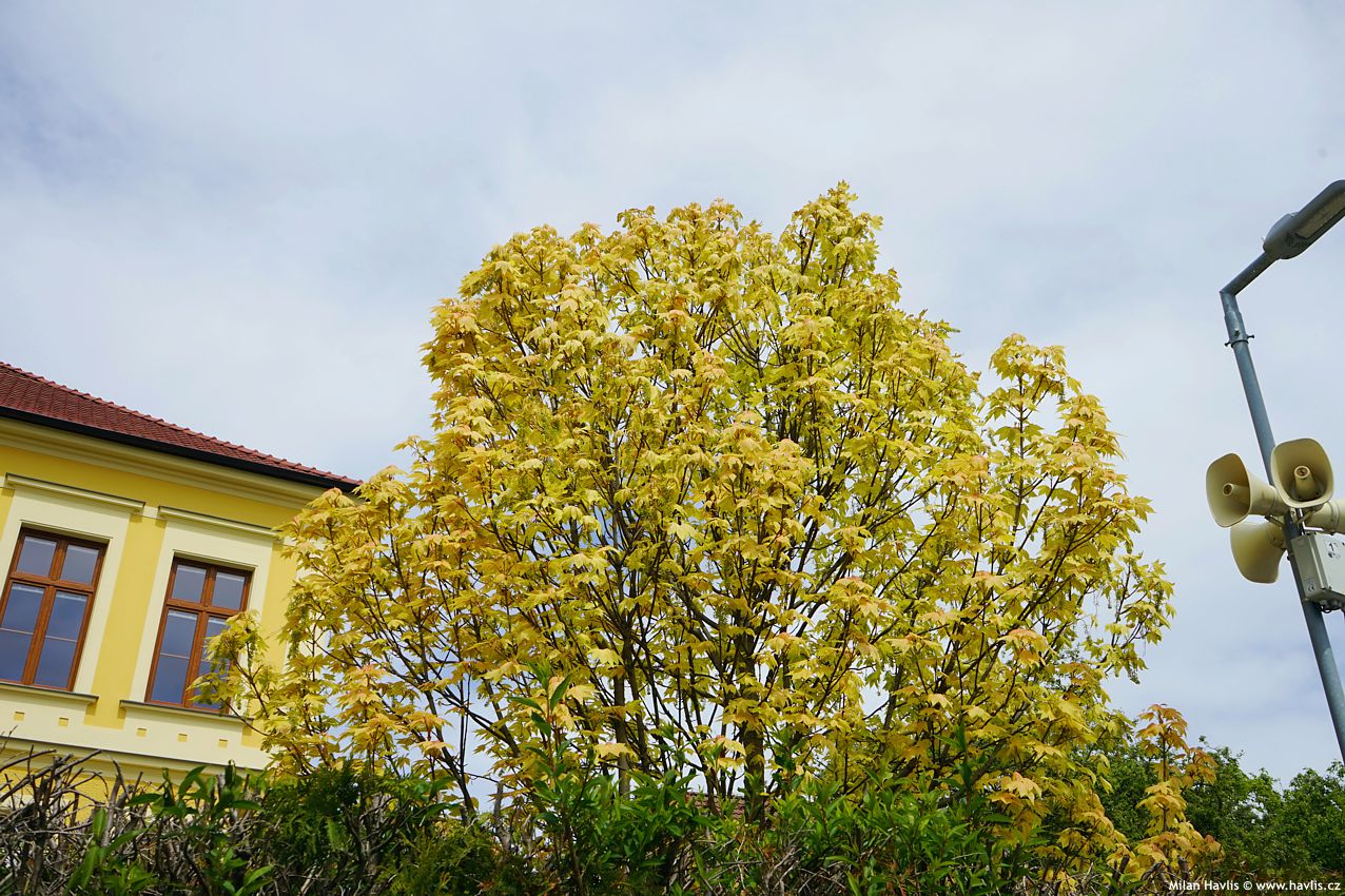 acer pseudoplatanus Brilliantissimum