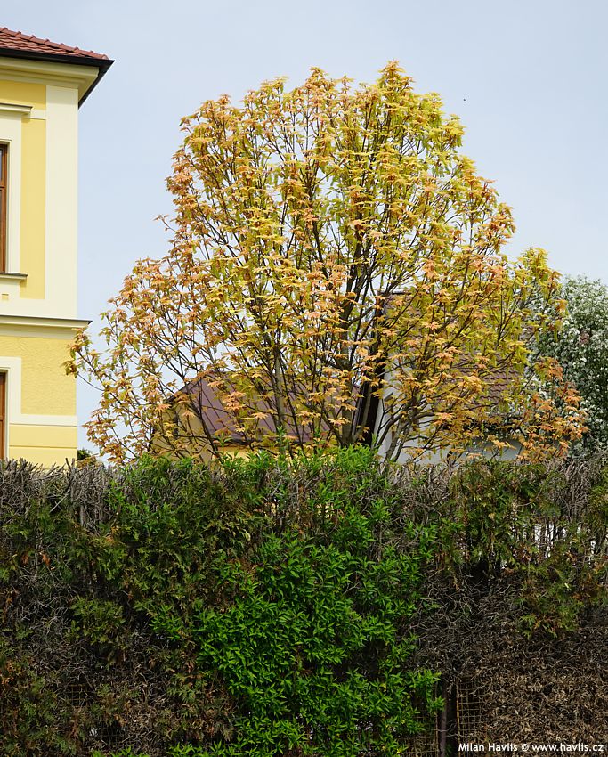 acer pseudoplatanus Brilliantissimum