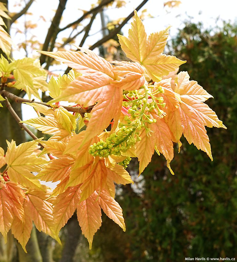 acer pseudoplatanus Brilliantissimum