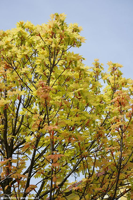 acer pseudoplatanus Brilliantissimum