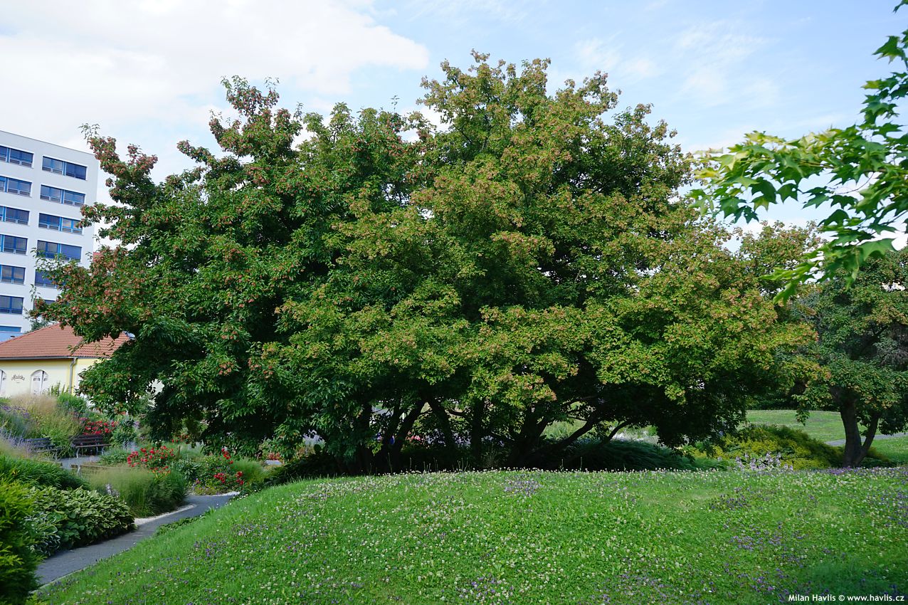 acer tataricum ginnala