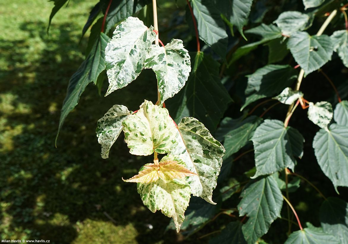 acer x conspicuum Esk Flamingo