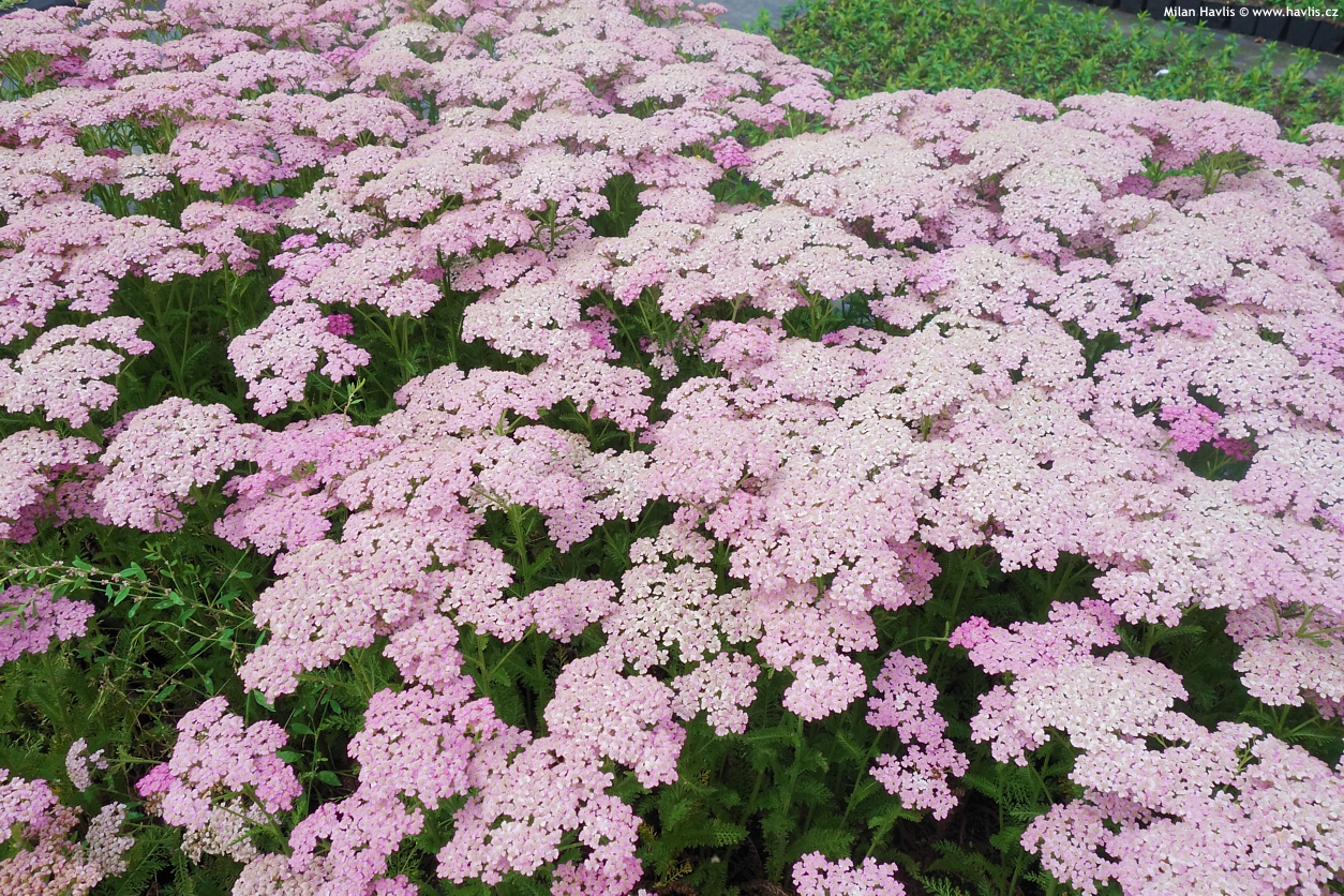 achillea millefolium Apple Blossom