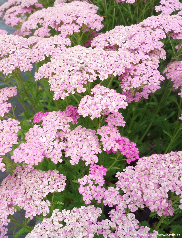 achillea millefolium Apple Blossom
