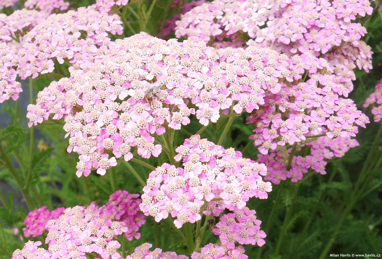 achillea millefolium Apple Blossom