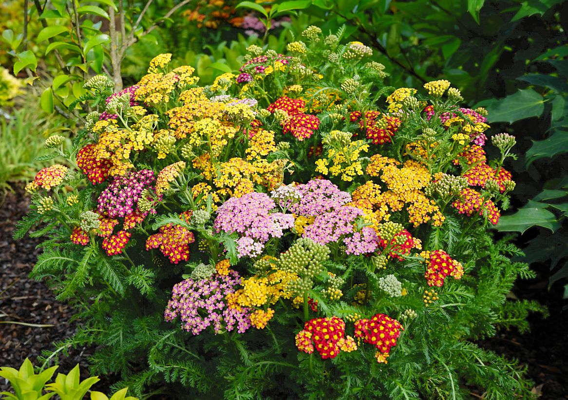 achillea millefolium Milly Rock MixMasters
