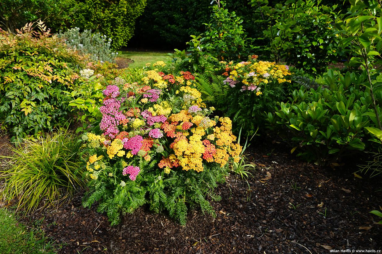 achillea millefolium Milly Rock MixMasters