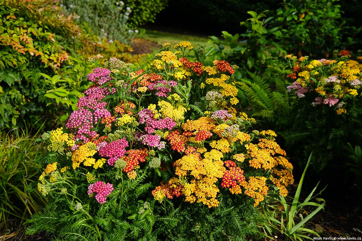 achillea millefolium Milly Rock MixMasters
