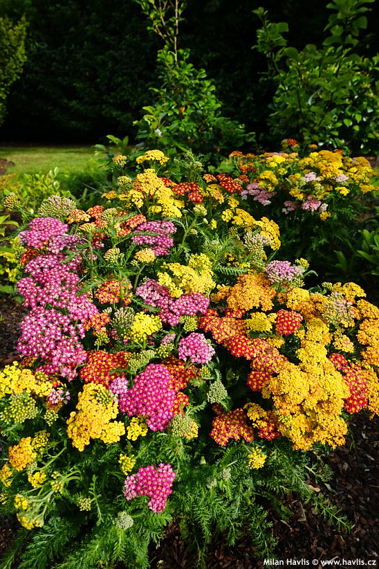 achillea millefolium Milly Rock MixMasters