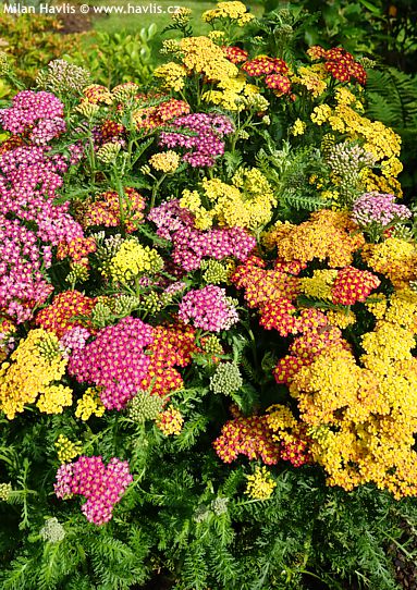Achillea millefolium MILLY ROCK™ MIXMASTERS®