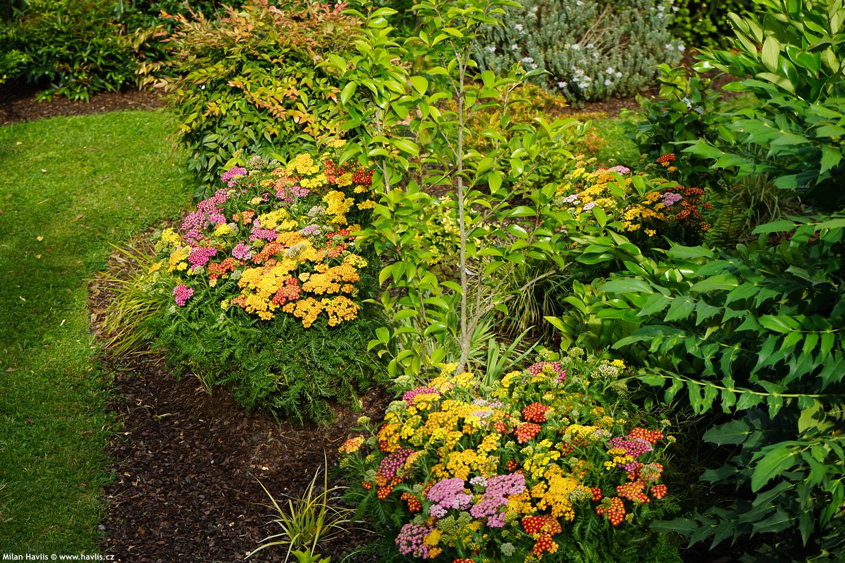 achillea millefolium Milly Rock MixMasters