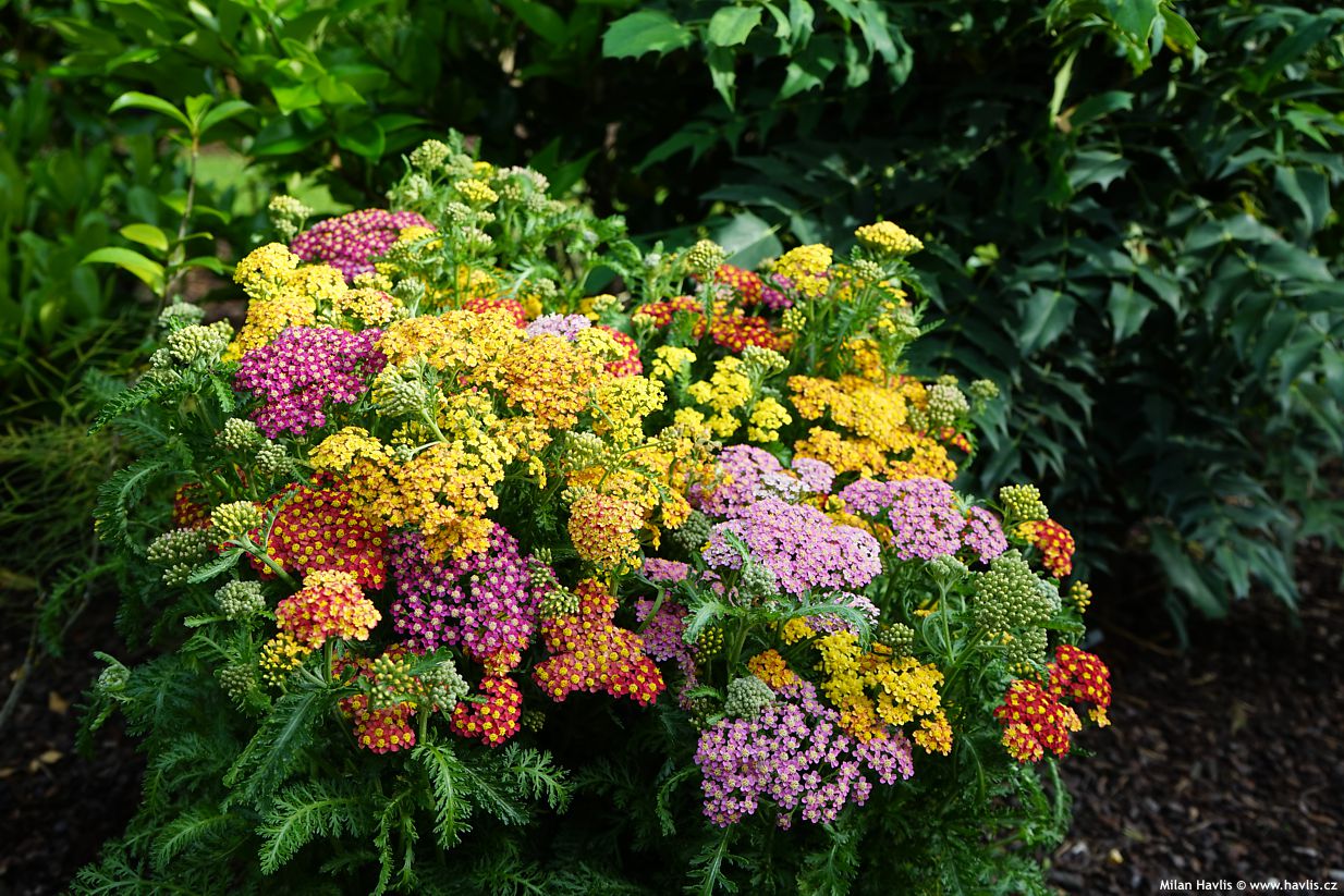 achillea millefolium Milly Rock MixMasters
