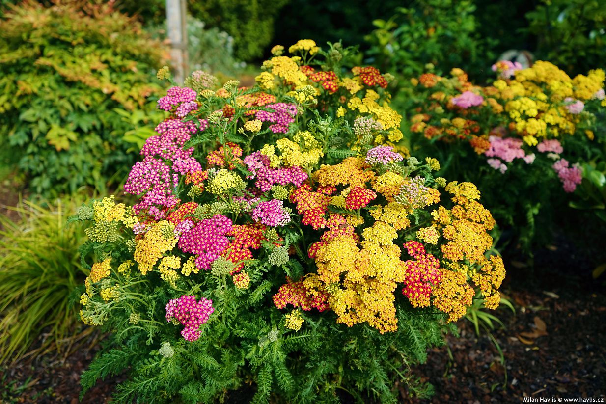 achillea millefolium Milly Rock MixMasters