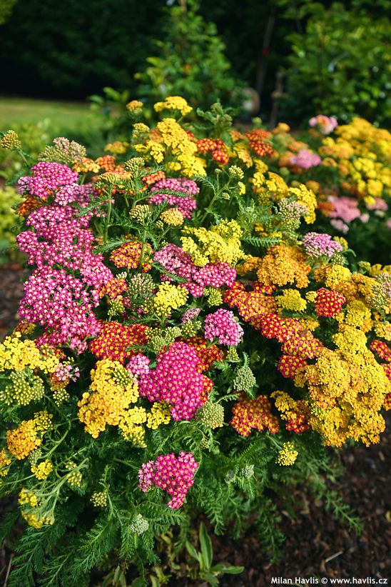 achillea millefolium Milly Rock MixMastersg