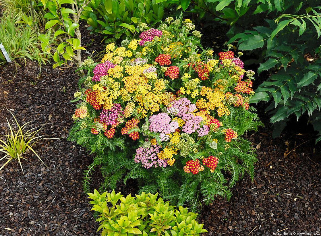 achillea millefolium Milly Rock MixMasters