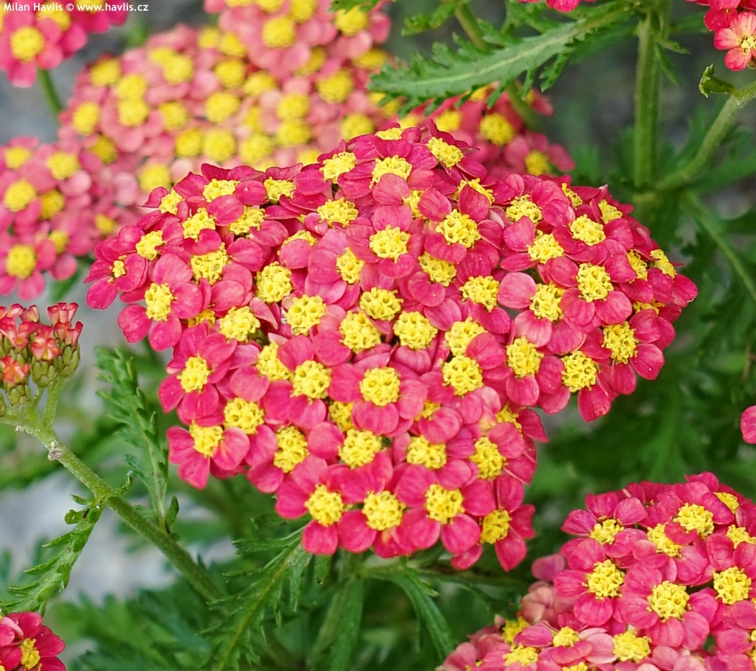achillea millefolium Milly Rock Red