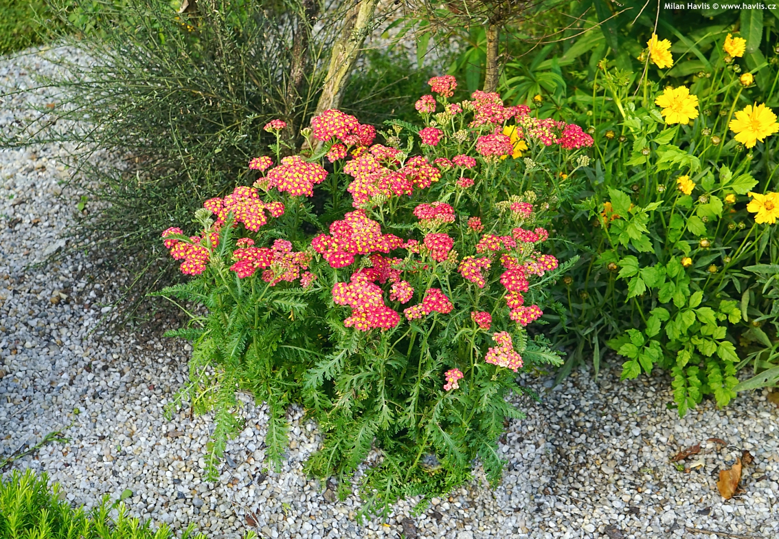 achillea millefolium Milly Rock Red